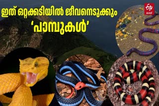 ILHA DE QUEIMADA GRANDE  പാമ്പ് ദ്വീപ് ബ്രസീൽ  SNAKE ISLAND  LATEST NEWS IN MALAYALAM