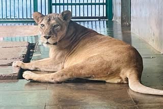 TRIVANDRUM ZOO  LION IN TRIVANDRUM ZOO  തിരുവനന്തപുരം മൃഗശാല  സിംഹത്തിന് മരുന്നെത്തിച്ചു