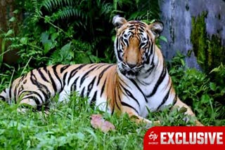 Three Royal Bengal Tiger cubs die after being bitten by mother in Bengal Safari Park