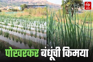 Onion leaf farming