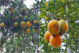 Winter and oranges share a special connection. As the winter arrives, markets are often flooded with fresh oranges, and one such place where this happens is Sonapur, located on the outskirts of Guwahati, Assam.