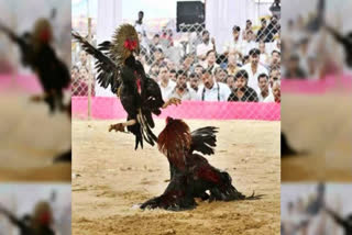 Cock racing in Godavari has become a lucrative industry, with breeders training birds intensively and selling them for up to Rs 30,000 each during Sankranthi.