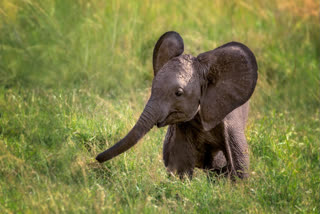 Elephant Cub Dies in Gariaband, Was Injured By Potash Bomb