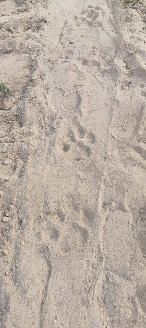 Tiger in Marwahi