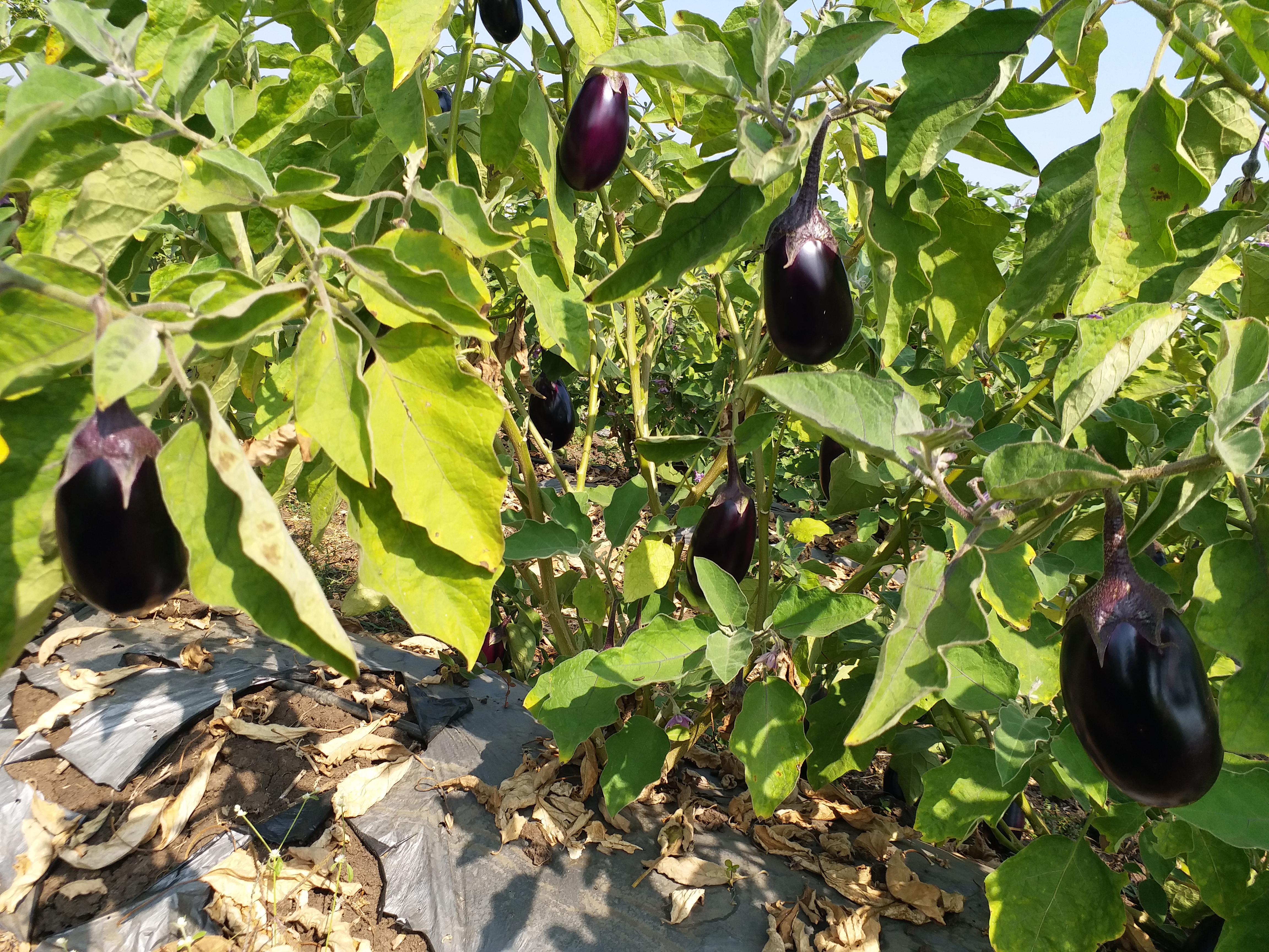 brinjal farming Grafting Method