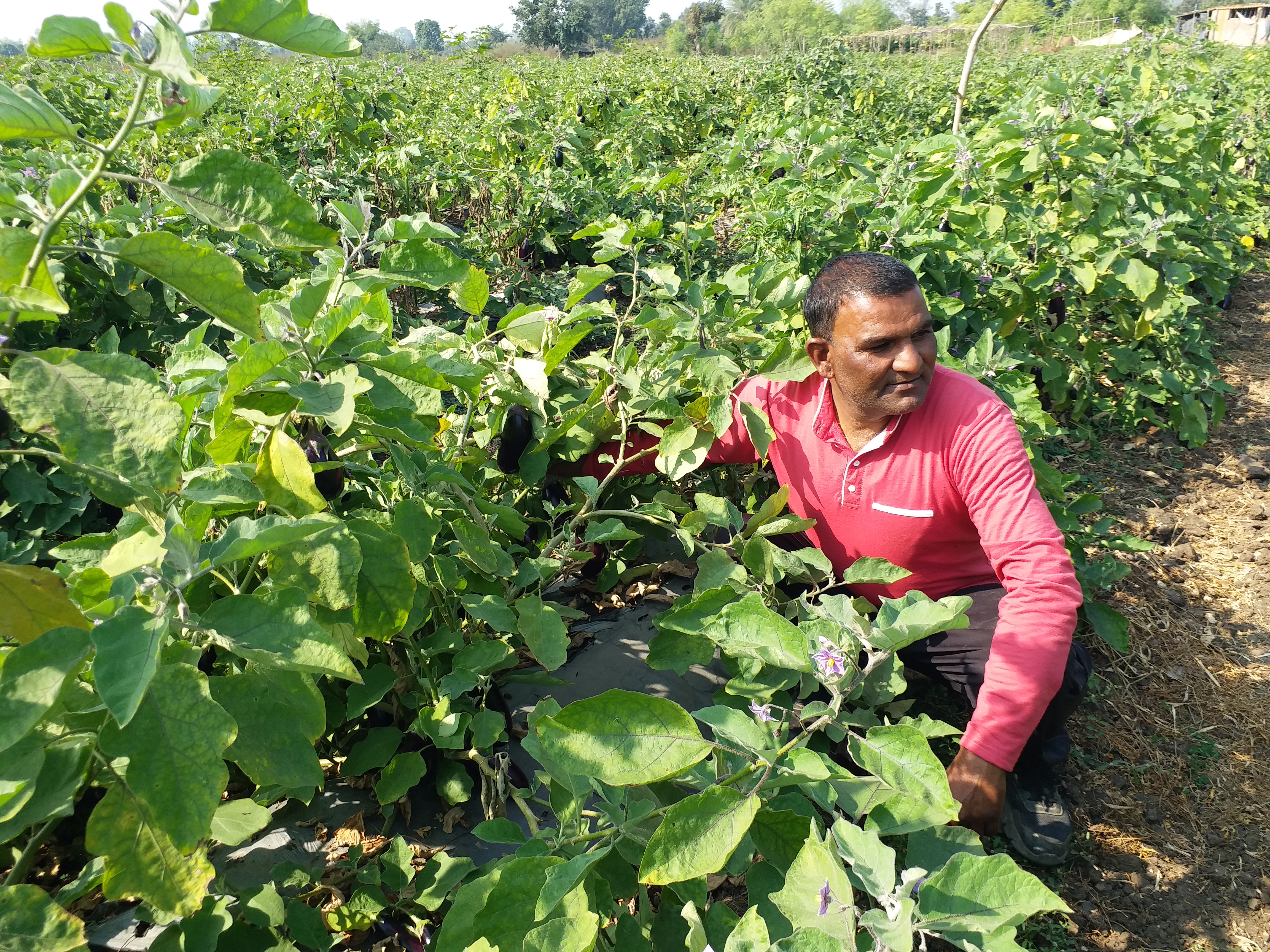 Shahdol millionaire Farmer