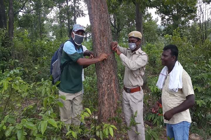 People Tied Rakhi To Tree In jamshedpur