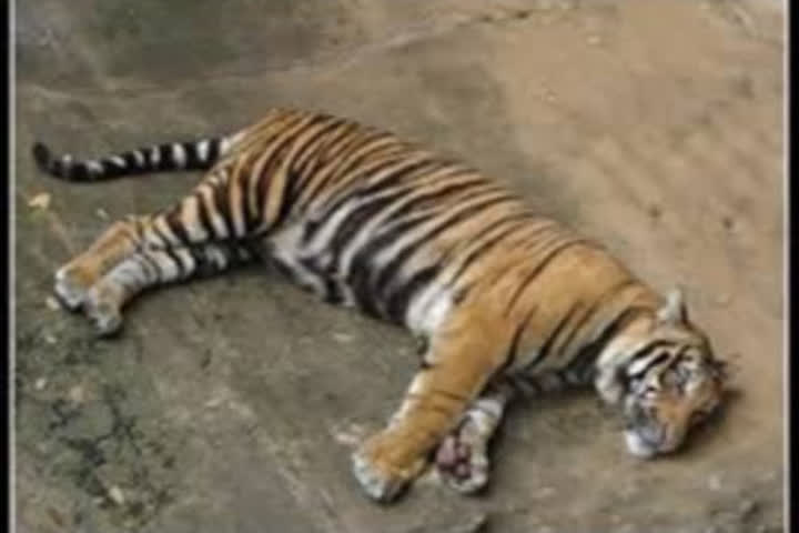 tiger-captured-after-killing-five-people-dies-in-nagpur