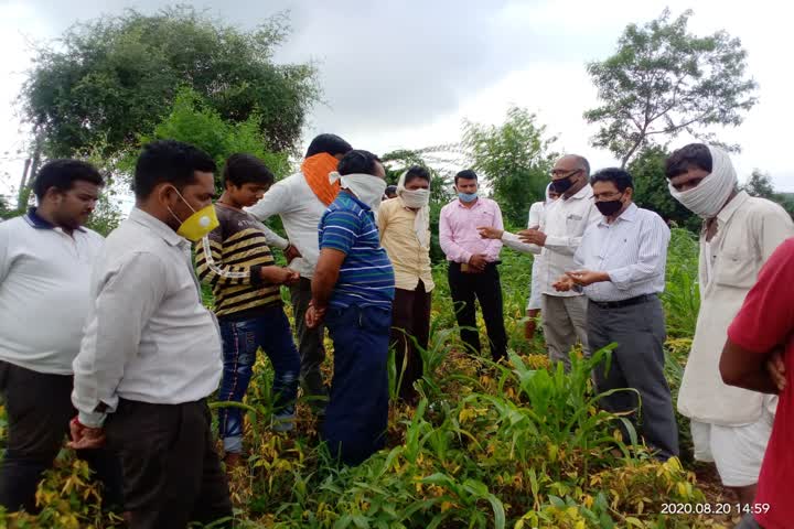 Agriculture Department officials observed soybean crop