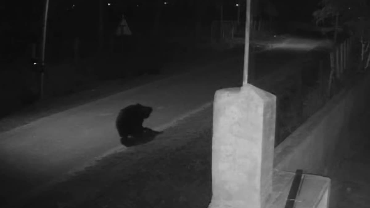 விளா முண்டி வனப்பகுதியை விட்டு வெளியேறிய கரடி.. ஊருக்குள் நடமாடும் சிசிடிவி காட்சி!, a-cctv-footage-has-gone-viral-on-bear-walks-in-the-erode-town