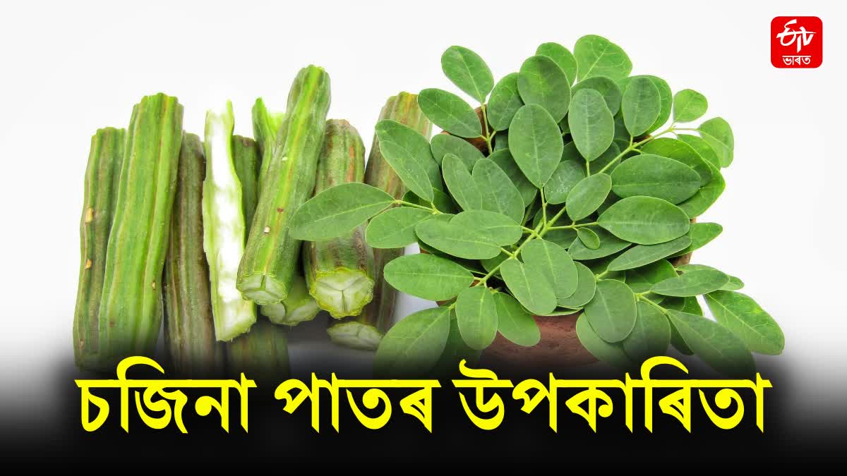 Amazing health benefits of Drumstick leaves; let's find out