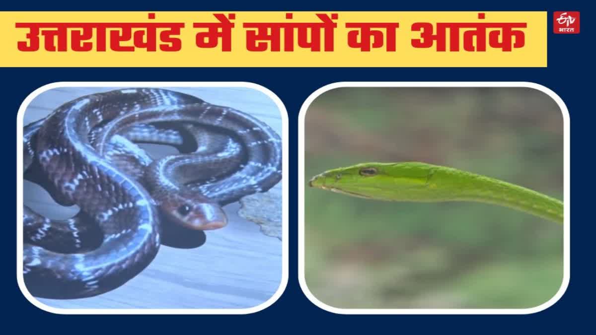 snake bites increased in Uttarakhand