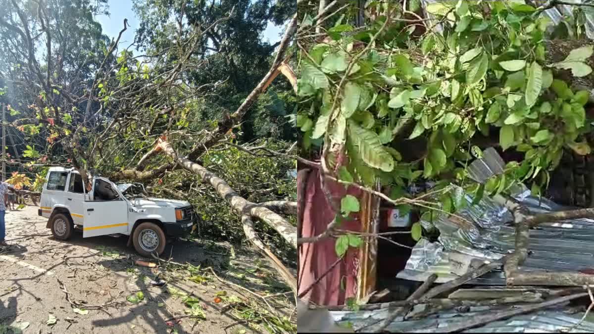 Etv Bharata-large-tree-falls-down-on-a-car-and-road-side-shop-in-dakshina-kannada