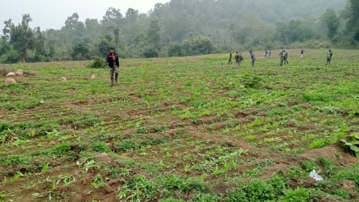 Poppy cultivation in Palamu