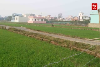 grain production in Uttarakhand