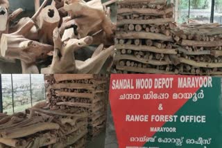 marayur sandal for sale  Sandal Sale At Nilmbur  Nilmbur Forest Depot  മറയൂര്‍ ചന്ദനം  ചന്ദനം വില്‍പ്പന