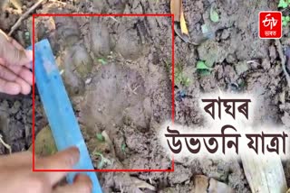 Nagaon Tiger footprint found in Jungle
