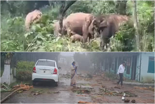 wild-elephants-ransacked-a-government-school-near-coonoor