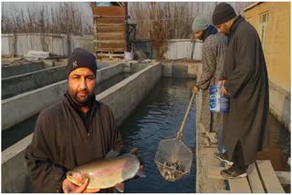 meet-trout-fish-unit-holder-ashiq-hussain-mir-from-anantnag