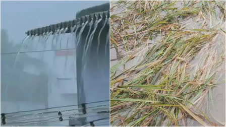 25 thousand acres of samba crops were damaged due to continuous rain in mayiladuthurai