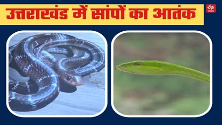 snake bites increased in Uttarakhand