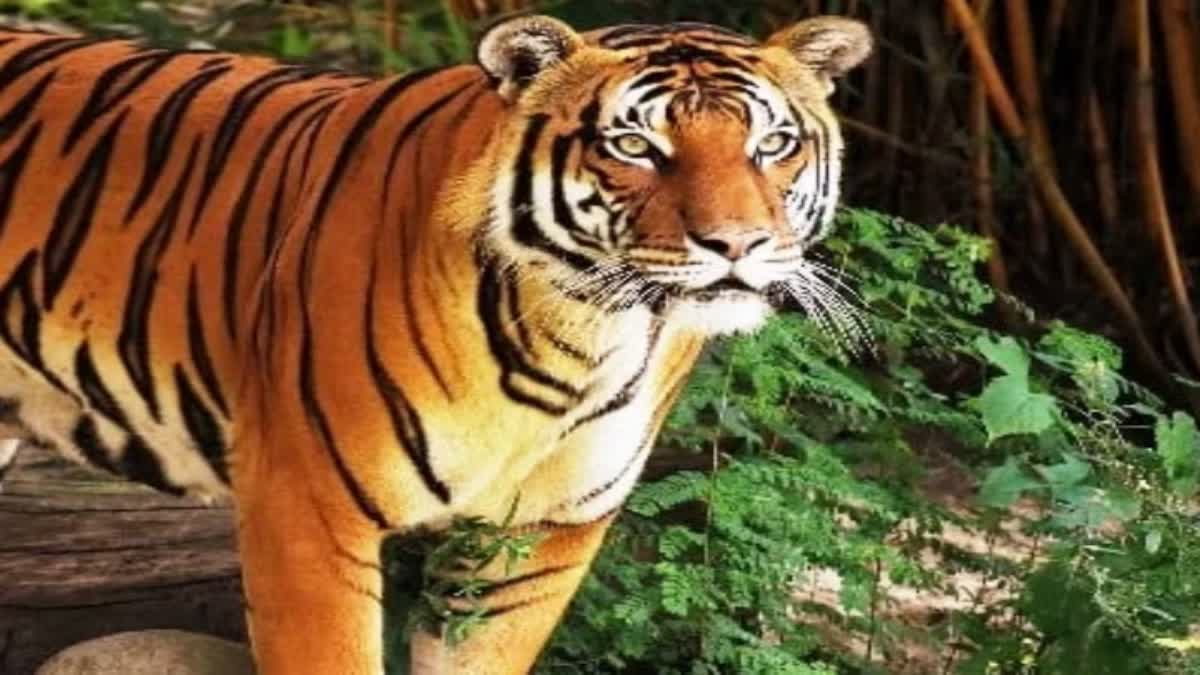 Tiger attacked woman in nainital district