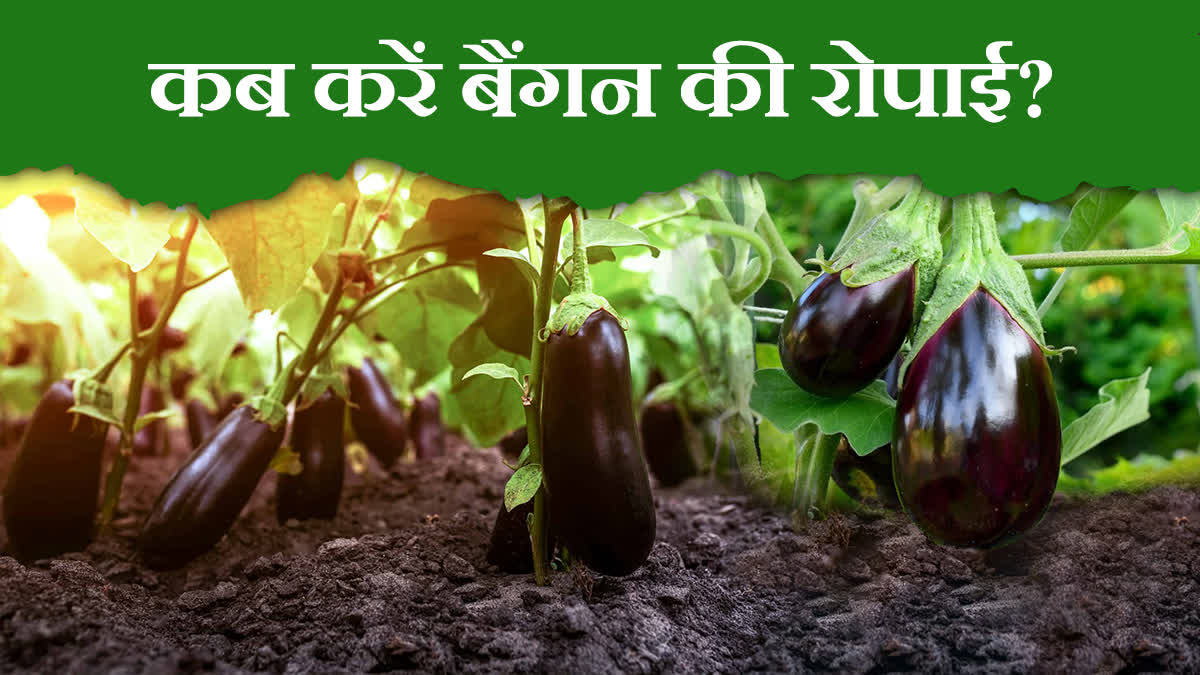 Brinjal Farming