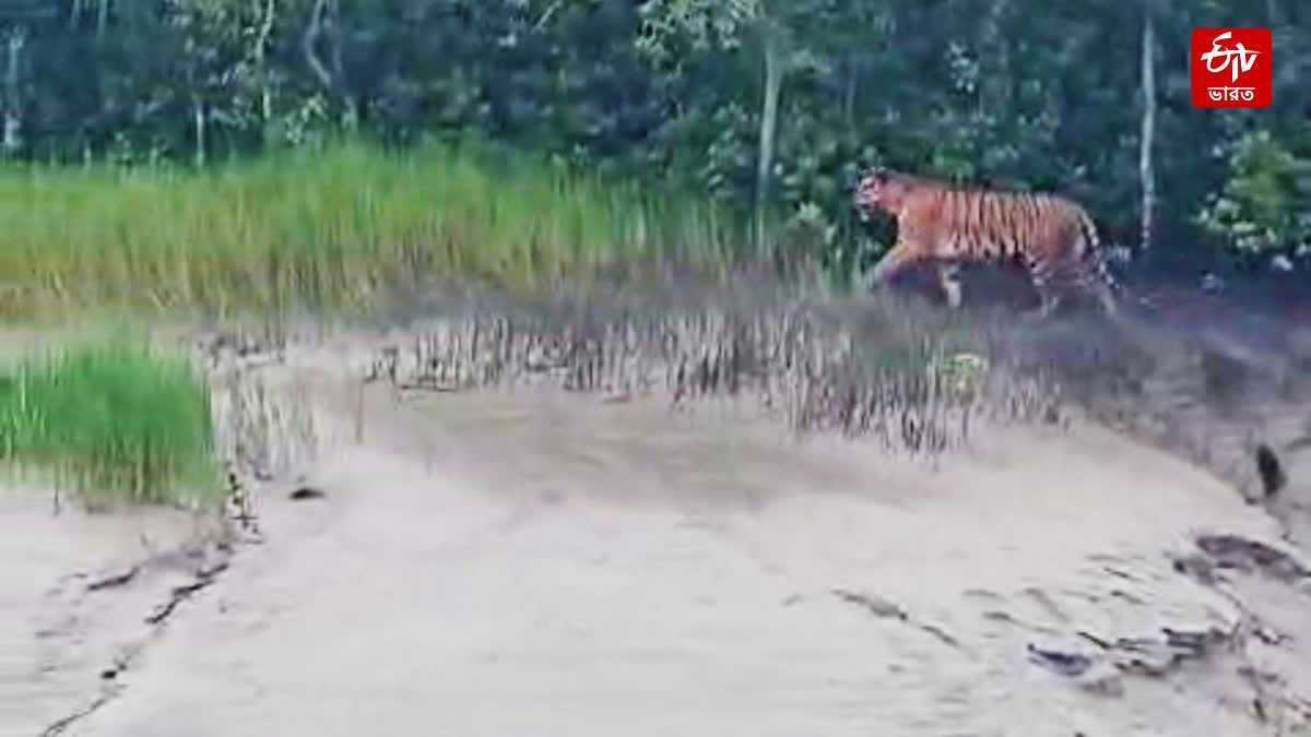 KULTALI TIGER RETURNS TO FOREST