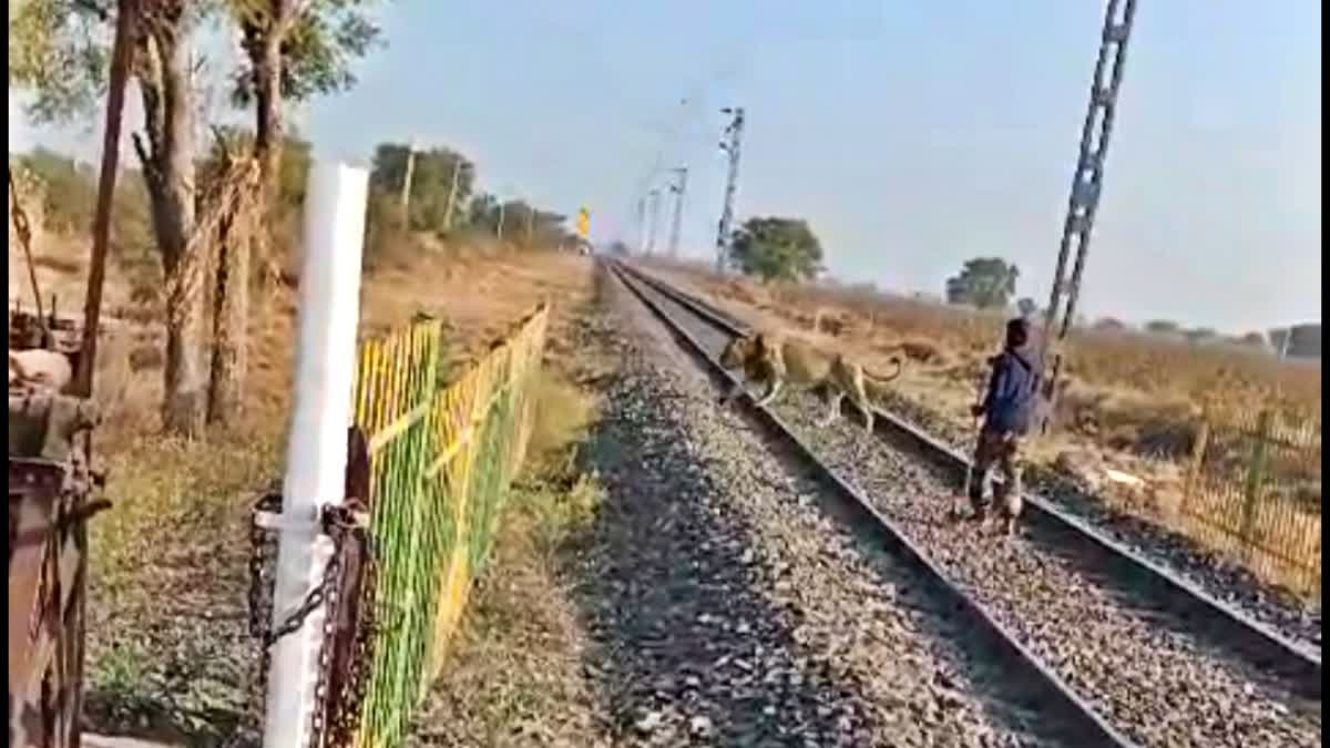 The beat guard chased the lion away from the railway track with a stick like a cow