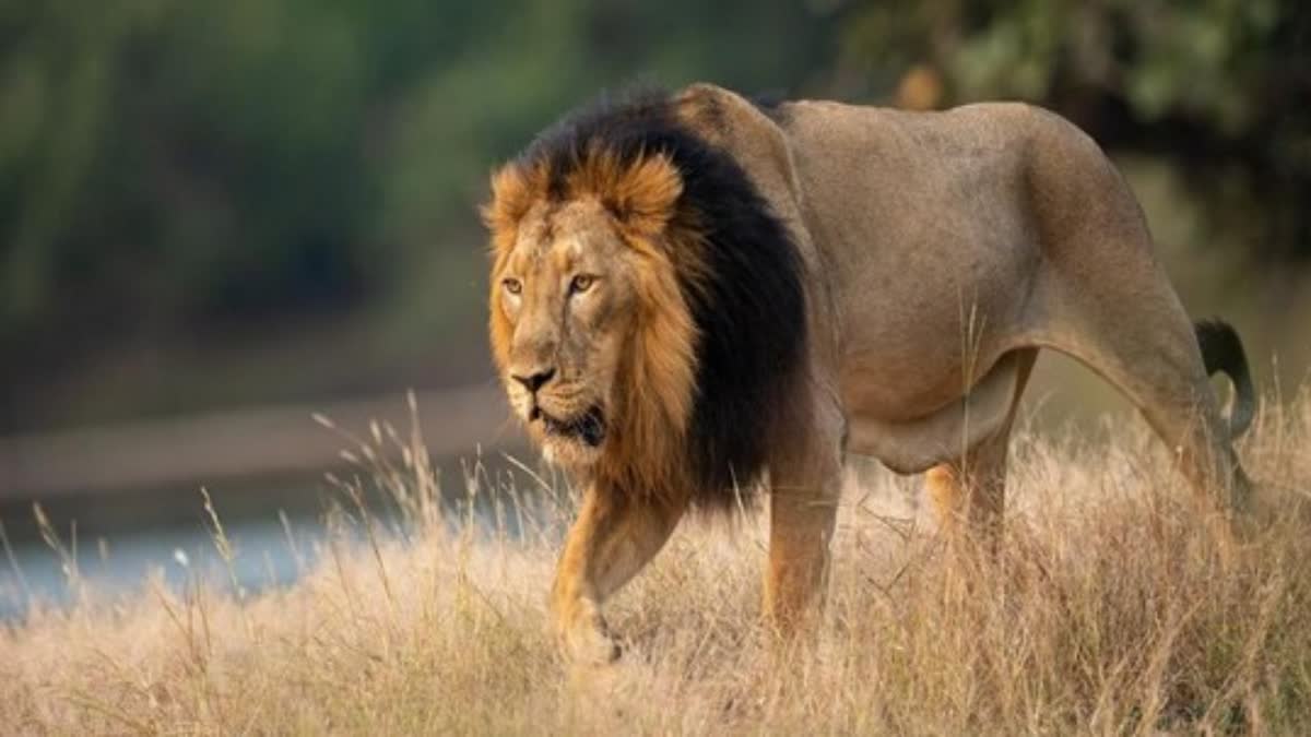 Narrow Escape For Asiatic Lions Strolling On Railway Tracks In Gujarat’s Bhavnagar