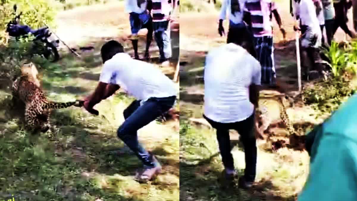 പുള്ളിപ്പുലിയെ പിടികൂടി  LEOPARD IN TUMAKURU  LEOPARD VIRAL VIDEO  LATEST NEWS IN MALAYALAM