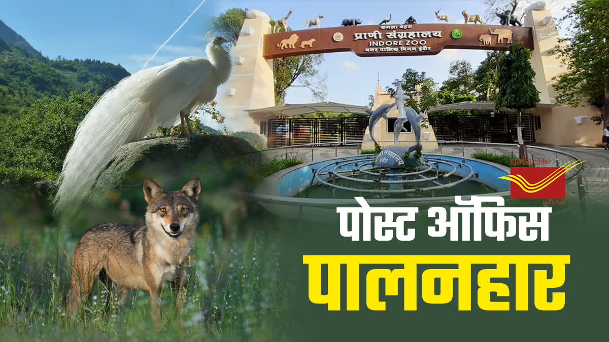 INDORE PEACOCK WOLF ADOPTION