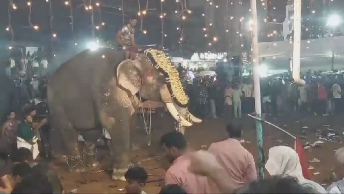 elephant-turns-violent-during-annual-feast-in-malappuram-of-kerala-watch-video