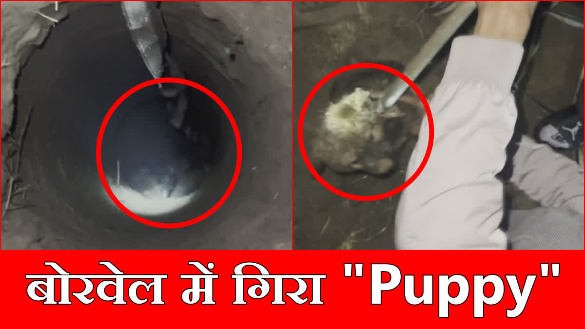 Puppy fell into a borewell in Mangalai village of Ambala Watch Video of Rescue Operation