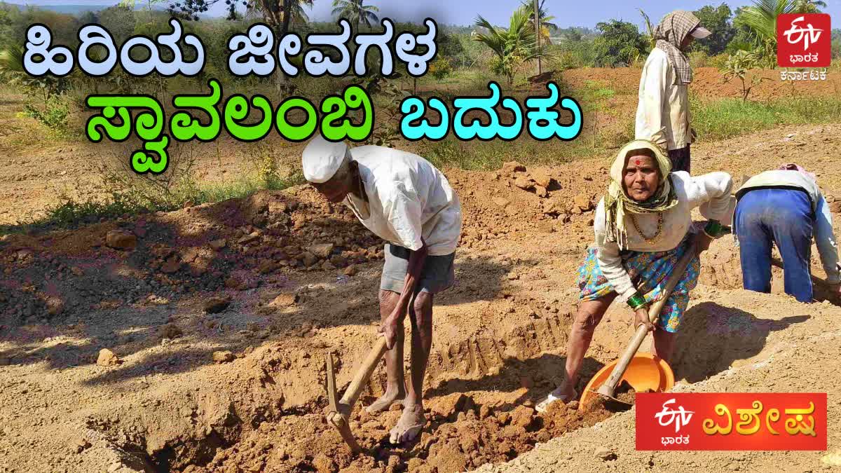 ELDERLY COUPLE WORKING IN NREGA