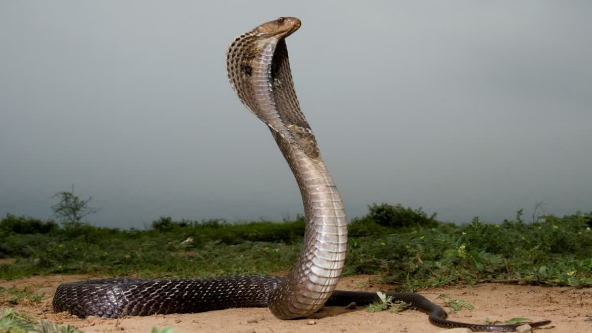 SNAKE HIDE IN IAS CAR BHOPAL