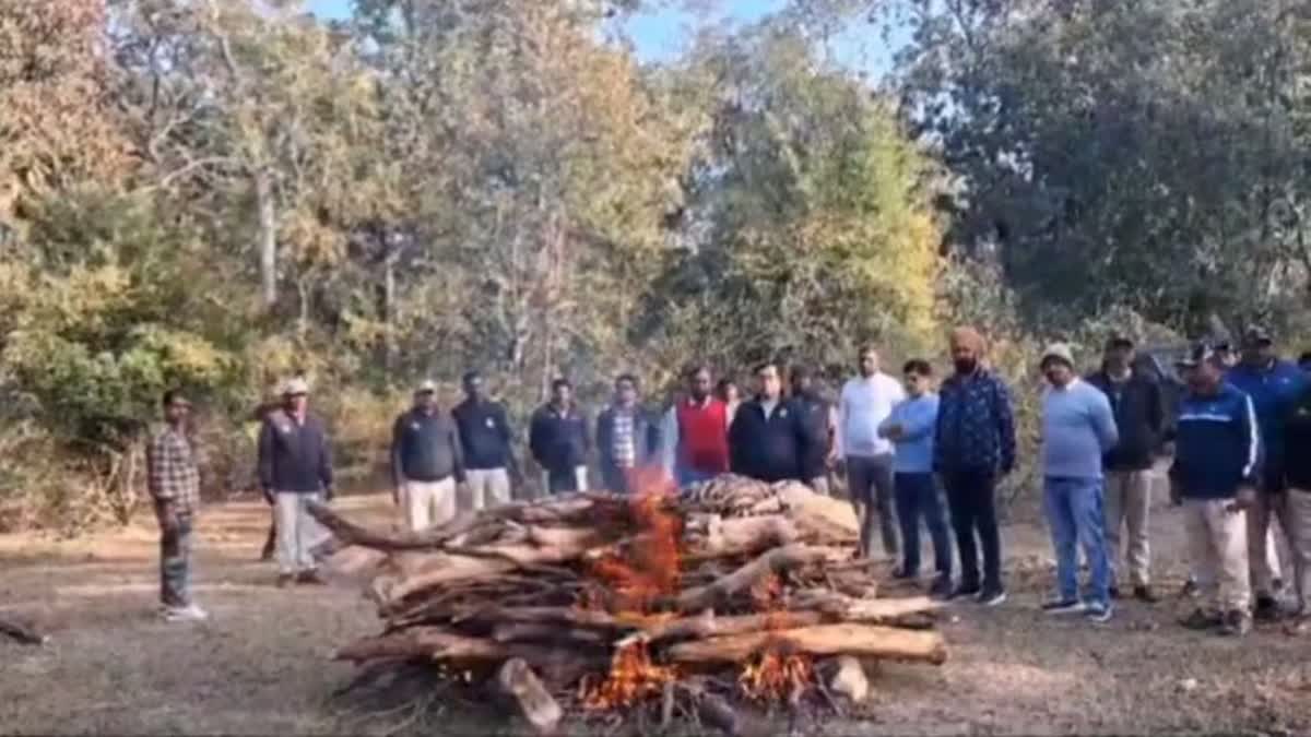 Bandhavgarh Tiger Reserve Tiger Cub Death