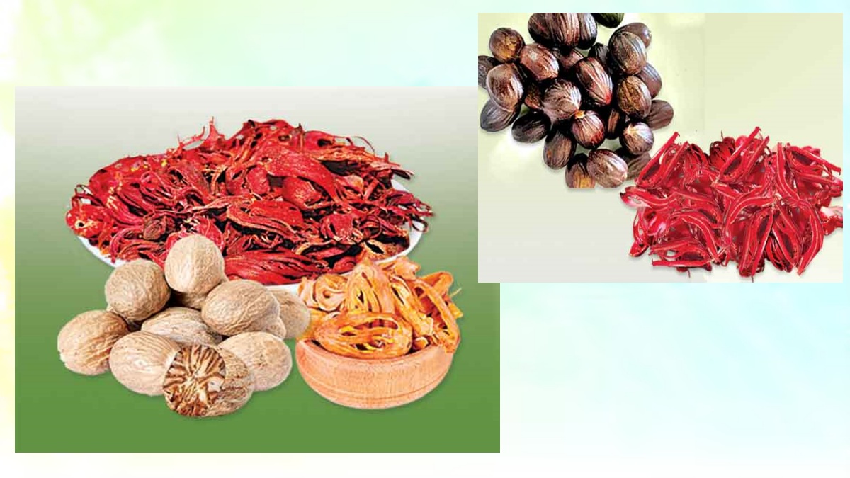 HEALTH BENEFITS OF NUTMEG  BIRYANI FLAVOURS  BIRYANI MALSALA SECRET  SECRET OF BIRYANI TASTE