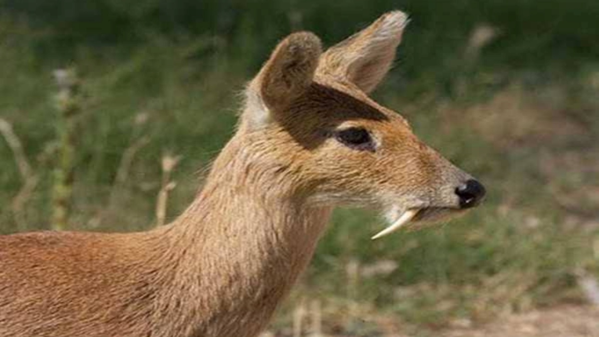 कस्तूरी मृग की बढ़ी संख्या