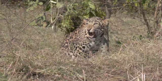 Madhya Pradesh: Female Leopard Trapped In Fence Rescued In Mandla