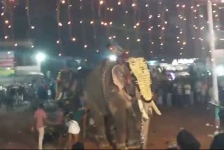 MALAPPURAM PUTHIYANGADI VOW  ELEPHANT THROW ONE PERSON  ELEPHANT Turns VIOLENT  Elephant Attack Malappuram