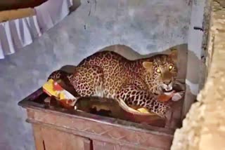 Leopard terror in Supaul