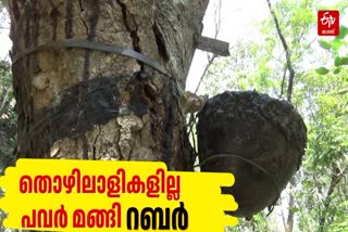 RUBBER TAPPING LABORS IN HIGH RANGE  LACK OF TAPPING LABORS IDUKKI  RUBBER TAPPING  ടാപ്പിങ് തൊഴിലാളി ക്ഷാമം