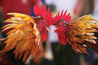 cockfights in Manchirial