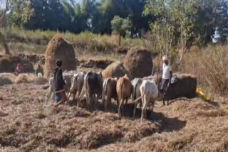 Farmers in Dindori urge the government to set a Minimum Support Price for their crops, including Kodo and maize, ahead of the Union Budget.