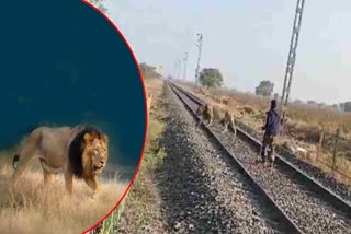 Lions On Railway Track At Gujarat