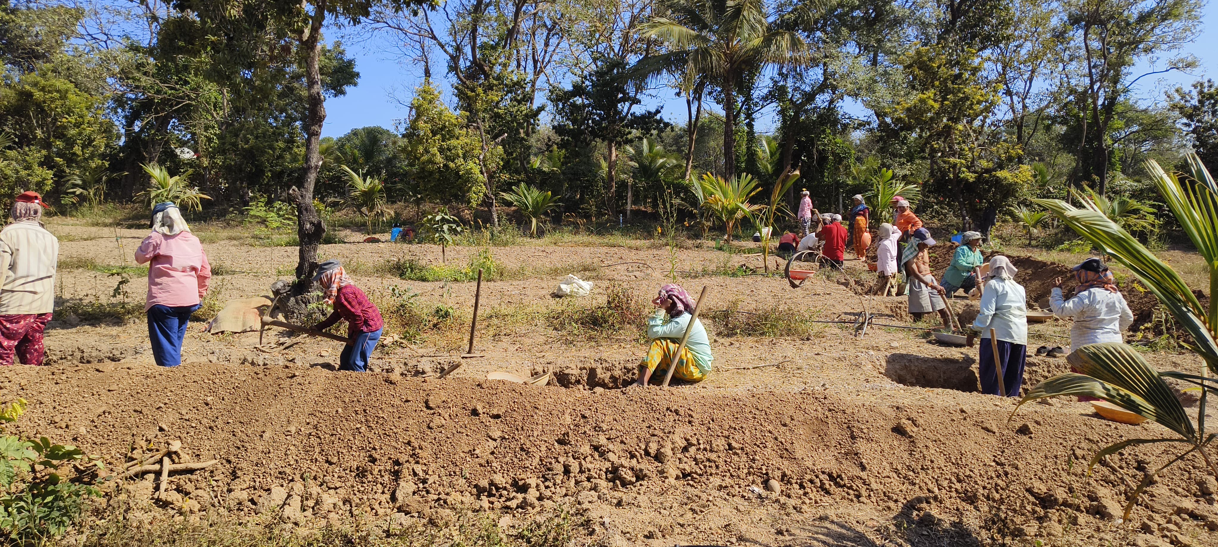 ELDERLY COUPLE WORKING IN NREGA