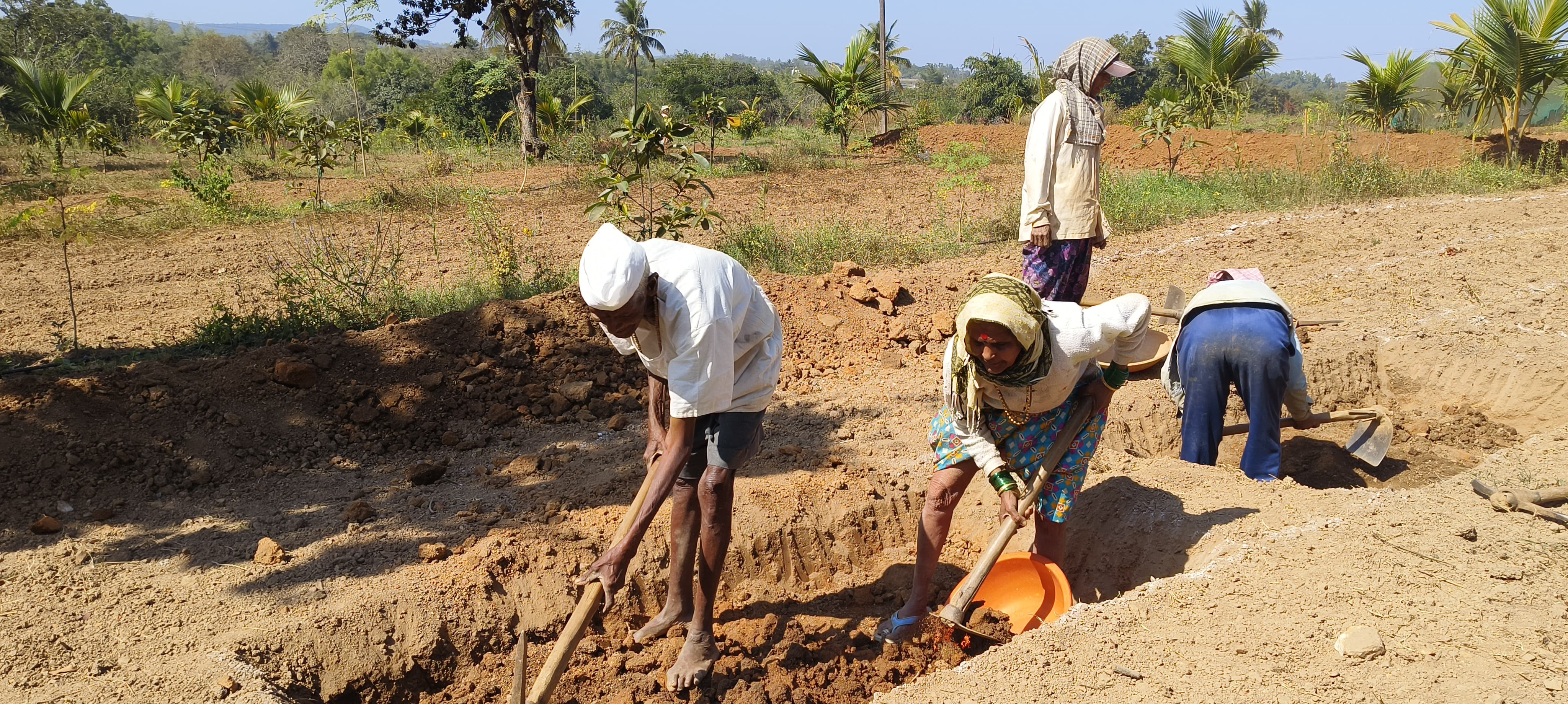 ELDERLY COUPLE WORKING IN NREGA