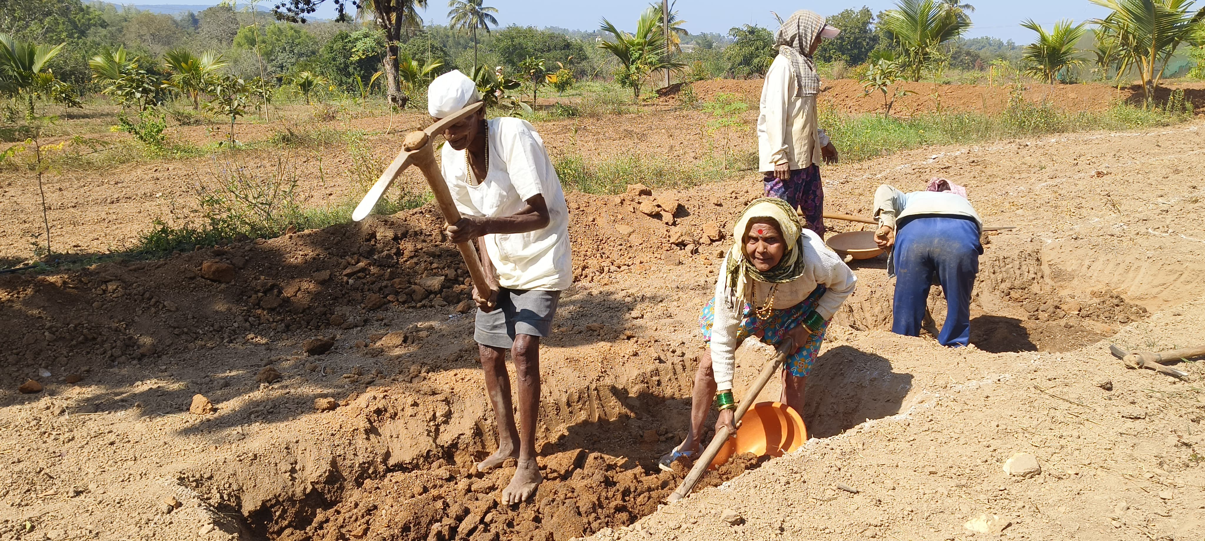 ELDERLY COUPLE WORKING IN NREGA