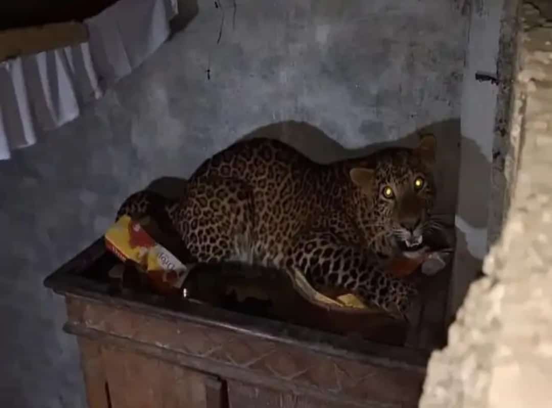 Leopard terror in Supaul